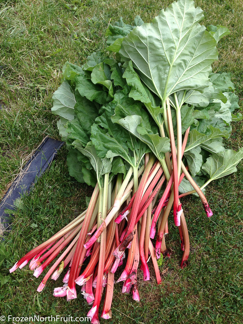 20160608-Rhubarb-FrozenNorthFruit - C2016