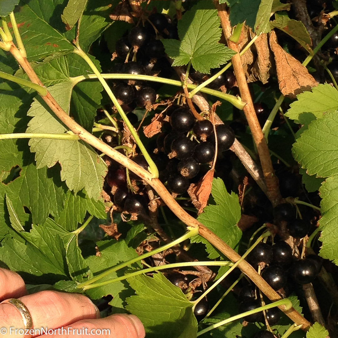20160712 - Ben Cowan Currant - FrozenNorthFruit - C2016 (2)