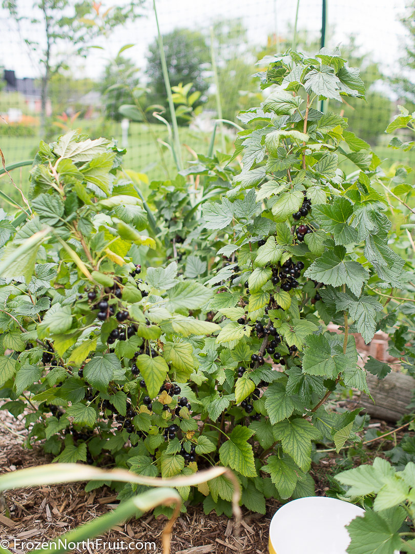 20160716 - Ben Sarek Currant - FrozenNorthFruit - C2016