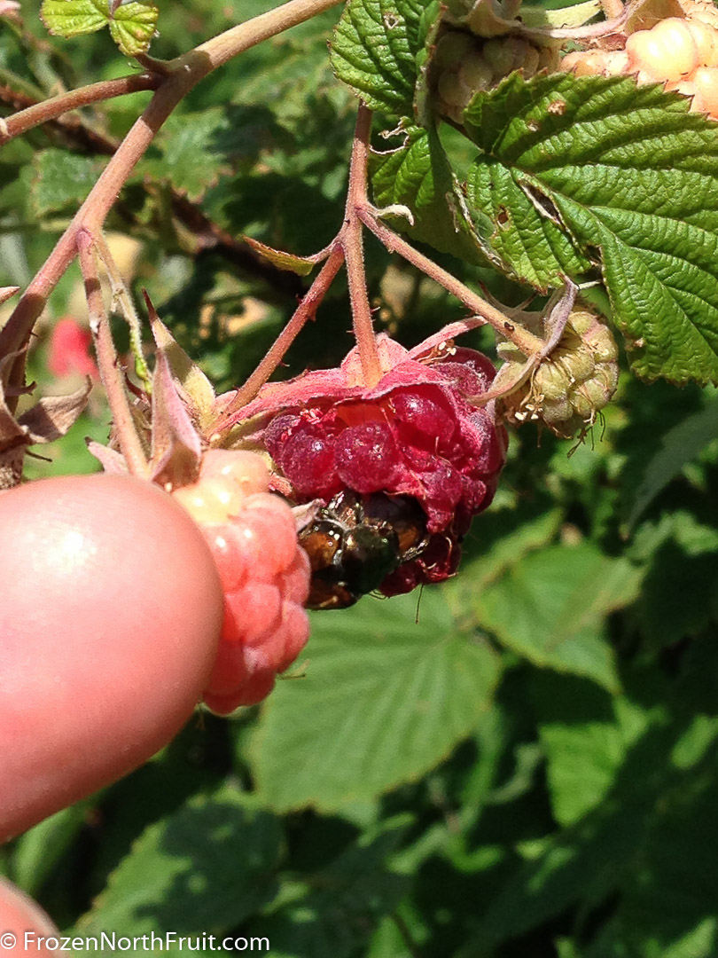 20160718 - Japanese Beetle Raspberry - FrozenNorthFruit - C2016