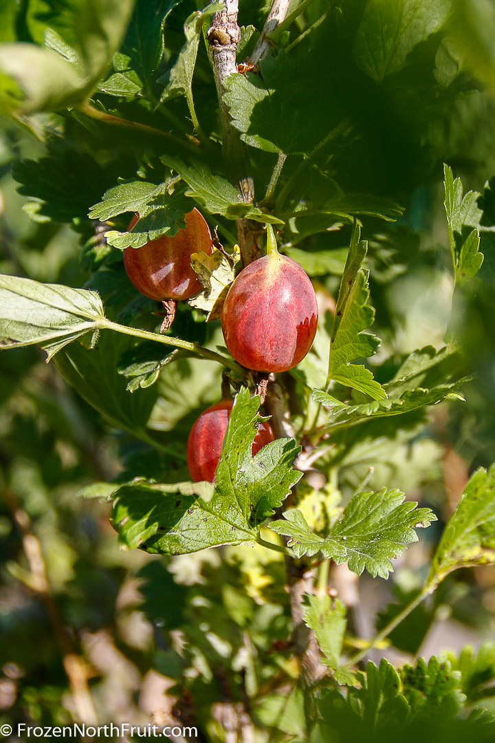 20160718 - Poorman Gooseberry - FrozenNorthFruit - C2016