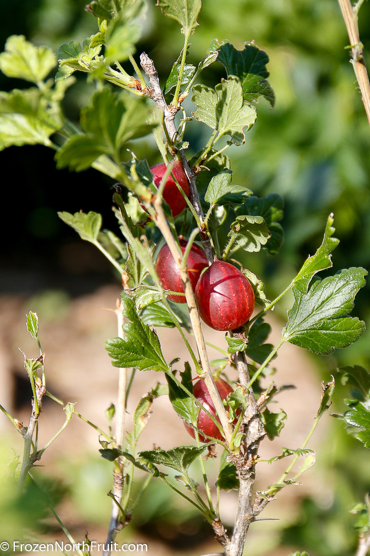 20160718 - Tixia Gooseberry - FrozenNorthFruit - C2016