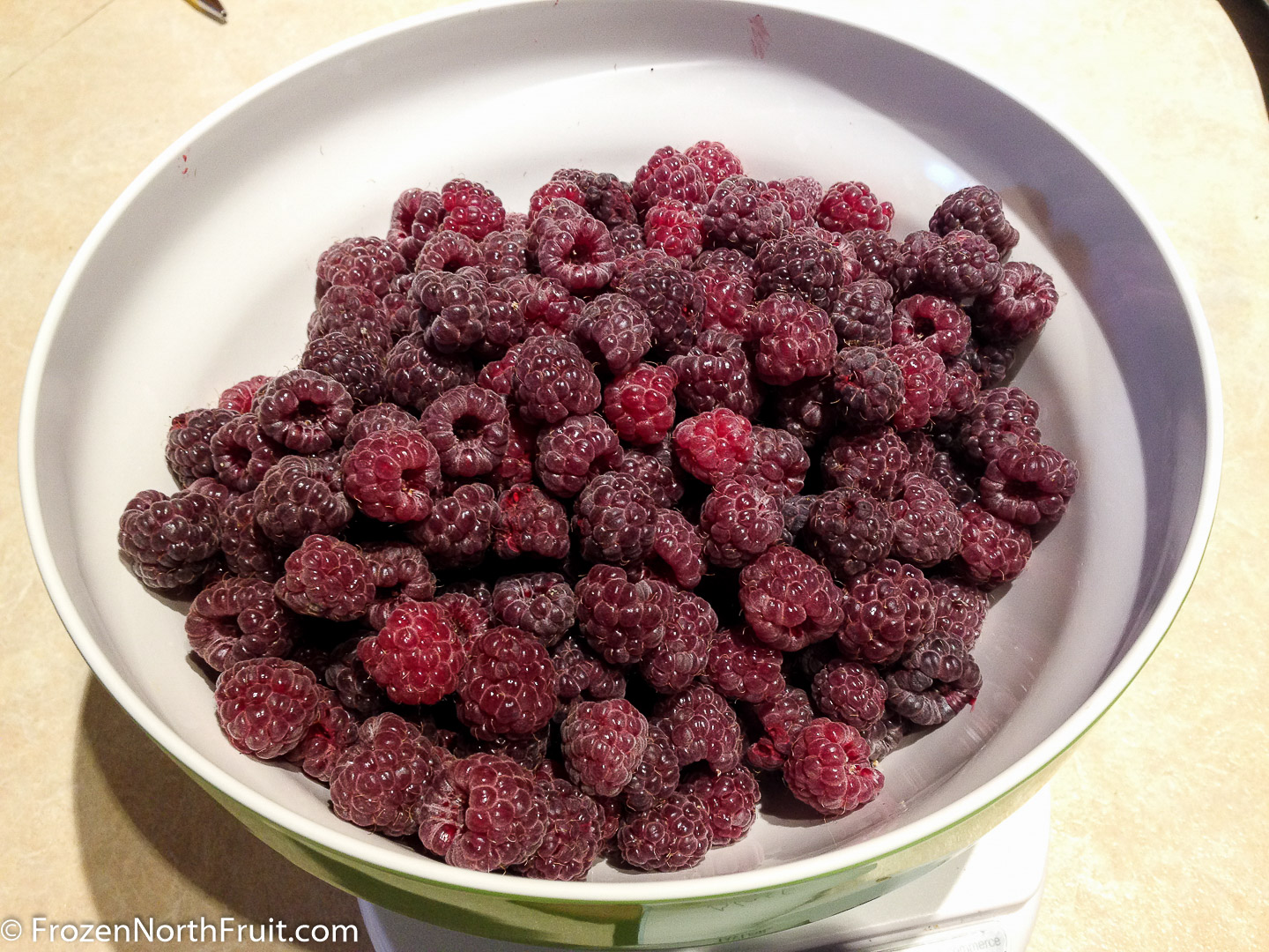 20160729 - Black Raspberries - FrozenNorthFruit - C2016
