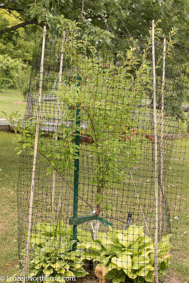 20160814 - Black Ice plum - FrozenNorthFruit - C2016