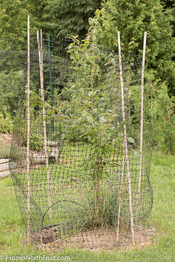 20160814 - Kahinta plum - FrozenNorthFruit - C2016