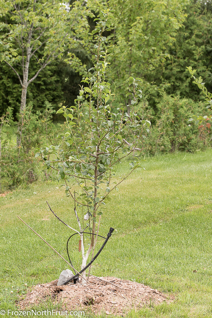 20160814 - Northbrite pear - FrozenNorthFruit - C2016