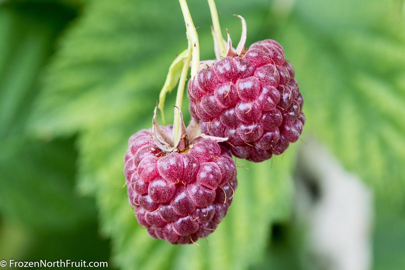 20160814 - Purple Raspberries - FrozenNorthFruit - C2016