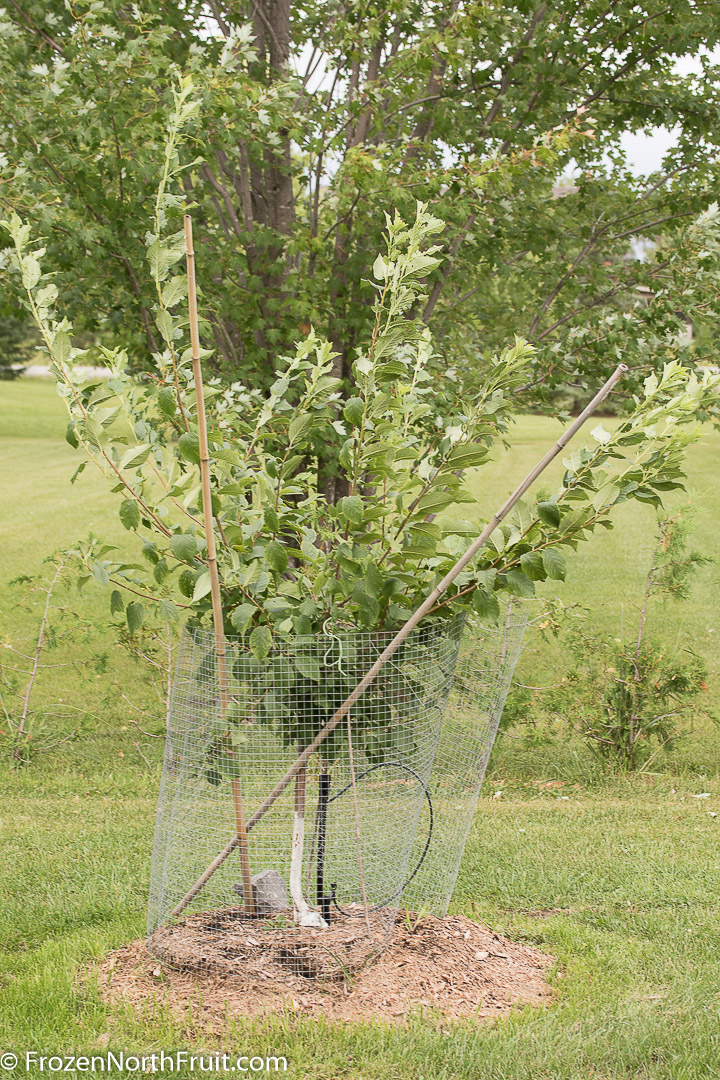 20160814 - Taylor Gold plumcot - FrozenNorthFruit - C2016