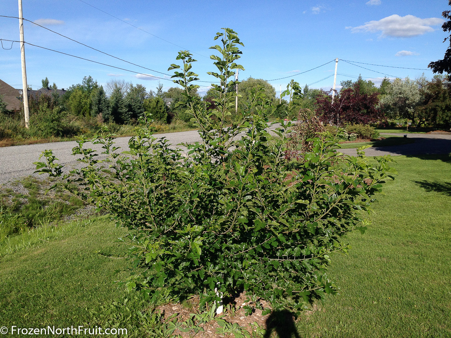 20160829 - Mulberry - FrozenNorthFruit - C2016