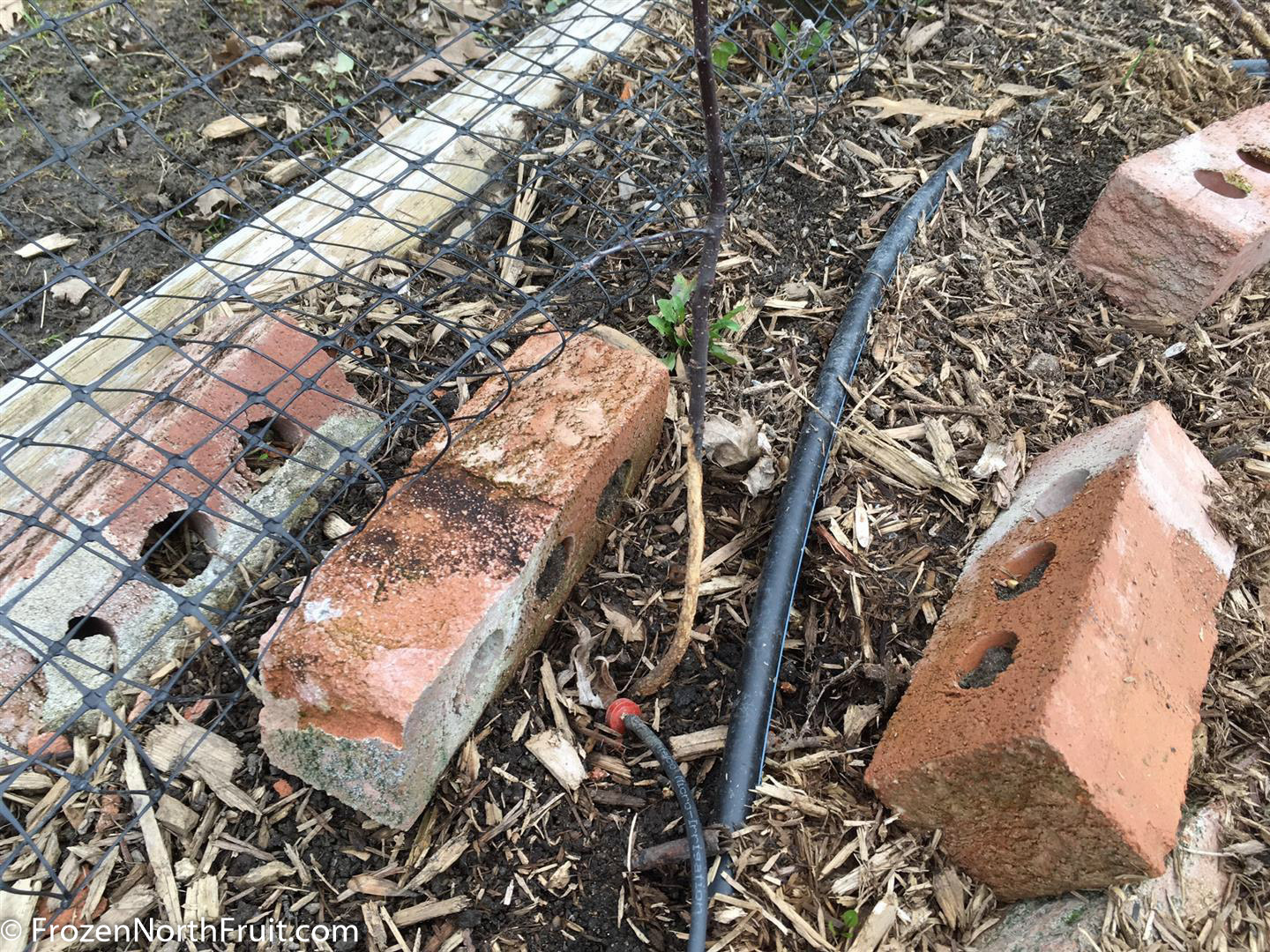 2017 Vole damage - FrozenNorthFruit - C2017